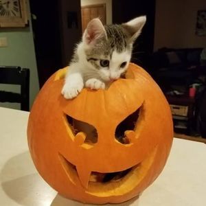 Meet your Posher, Holly